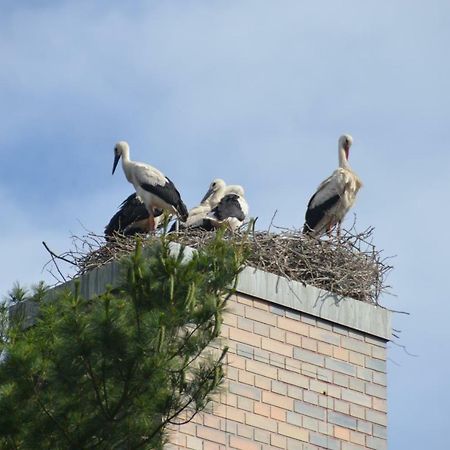 Pension Am Park Woerlitz Bagian luar foto